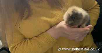 Meet little Leo - the bunny born with no ears - Belfast Live