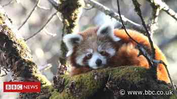 Red pandas tracked by satellite in conservation 'milestone'