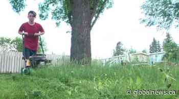 Edmonton residents cutting city-owned grass