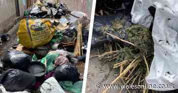 Remains of large-scale 'cannabis plantation' dumped in lane behind houses - Wales Online