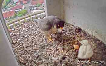 Jetzt wohnt ein Wanderfalkenbaby auf dem Kärcherareal in Winnenden - Winnenden - Zeitungsverlag Waiblingen