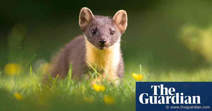 Pine martens dash hopes of curbing grey squirrels by avoiding city