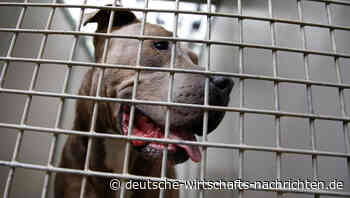 Cerberus droht: Der „Höllenhund“ beißt sich in der Commerzbank fest