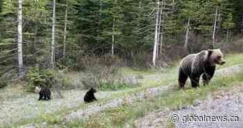 ‘Never seen anything like it’: Bear cub spotted in Alberta with unique white head
