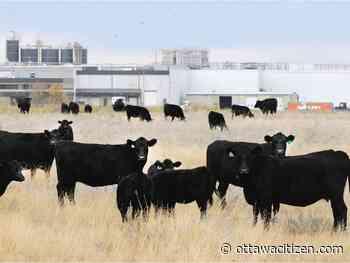 Hajek: Worrisome Ontario bill would punish factory farm whistleblowers