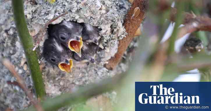 My lockdown spring watch – a photo essay