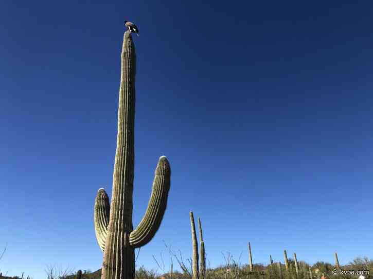 Arizona-Sonora Desert Museum to reopen Tuesday