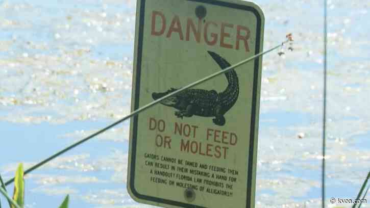 Alligator bites Florida disc golfer’s face