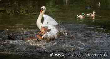 Owners told to keep dogs on a leash after Wimbledon swan attack