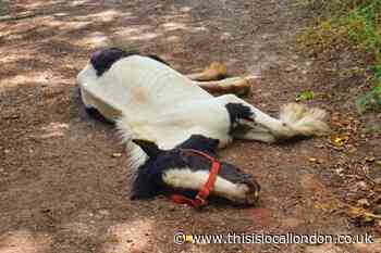 RSPCA appeals for information following dead pony in Sutton