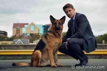 Canine cuddles allowed on set of TV series ‘Hudson & Rex’ despite COVID measures