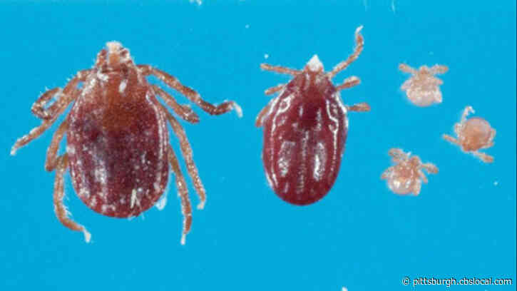 Pa. Department Of Health Warns Some Symptoms Of Lyme Disease Are Similar To Coronavirus