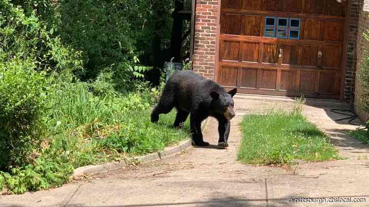 Large Black Bear On The Loose, Pittsburgh Public Safety Warns Highland Park Residents To Get Indoors