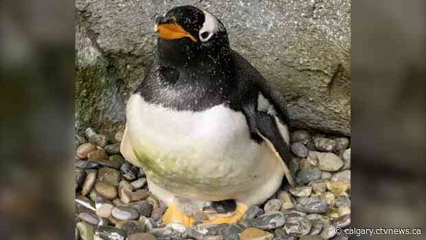 Gentoo penguin chick hatches at the Calgary Zoo