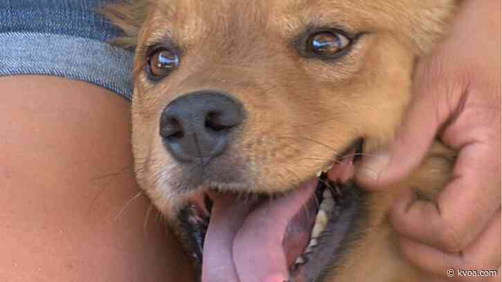 PACC to pilot new range of services to keep pets with their family