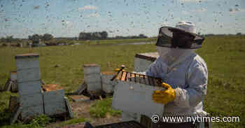 ‘The Pollinators’ Review: Fight of the Honeybee