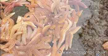 Thousands of starfish found washed up on Gower beach