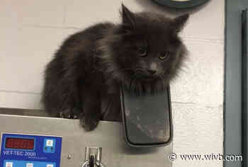 Niagara County SPCA changes policy on feral cats