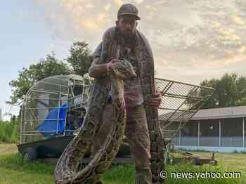 17-foot python captured in Florida Everglades