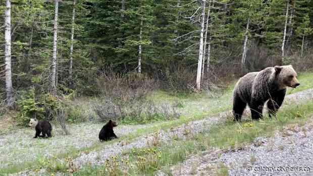 'Thought it was a panda:' Second rare grizzly bear seen in Banff National Park