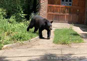Large black bear sighted and captured in Highland Park