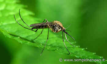 Lotta alle zanzare, Bollate detta le regole per la prevenzione - Sempione News