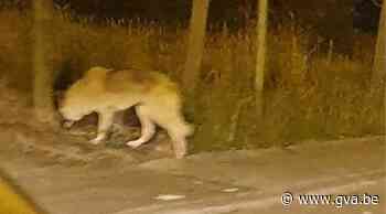 Tientallen meldingen, maar 'Wolf van Vorselaar' blijkt een hond te zijn - Gazet van Antwerpen