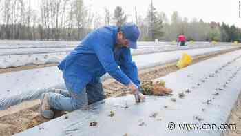 They came to Canada as essential workers. Hundreds were infected on the job