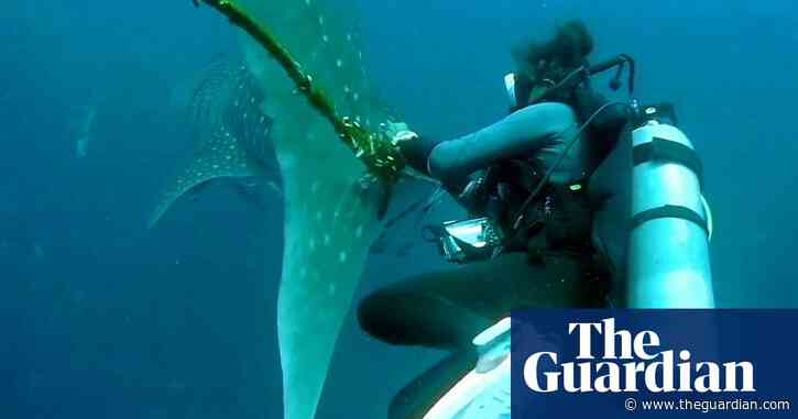 Divers in Thailand attempt to free whale shark entangled in rope – video