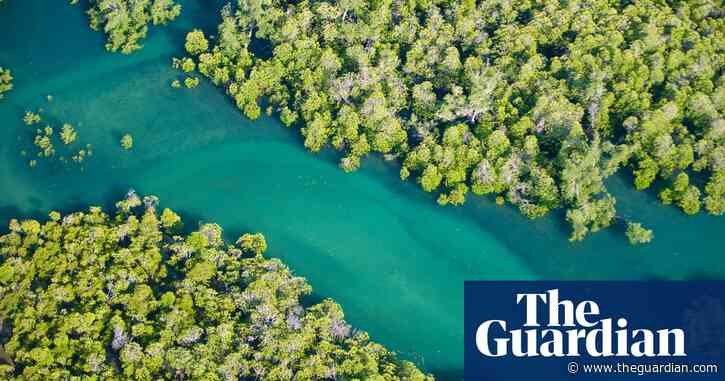 Pandemics result from destruction of nature, say UN and WHO