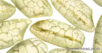 The race is on to grow crops in the sea and feed millions of people