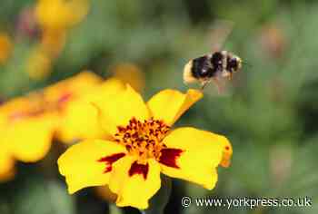 PHOTO OF THE DAY: Creating a buzz...