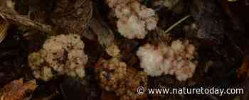 Misvormde truffels ontdekt in Wieringermeer