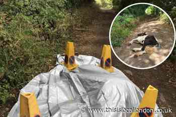 RSPCA fears a second wave of equine crisis in Surrey
