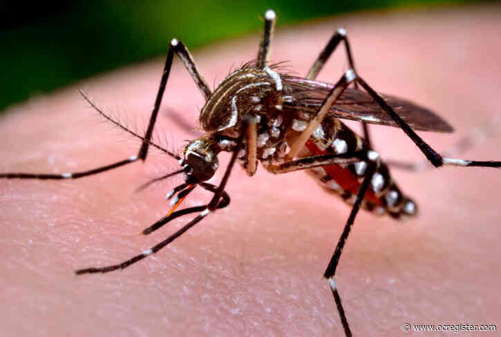 Increase in OC mosquitoes draws concern, with West Nile found in nearby counties