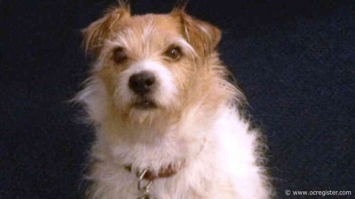 Frumpy Middle-aged Mom: Saying goodbye to Buddy the Wonder Dog