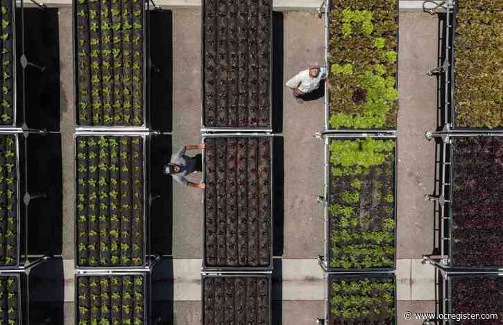 Second Harvest benevolent circle: Grow food, sell food, use the money to buy more food