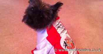 'Glimmer of hope' for dog mauled by bullmastiffs as fundraising page is set up