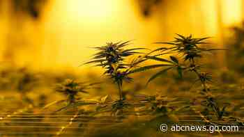 Louisiana widening access to medical marijuana under new law - ABC News