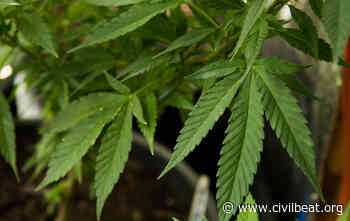 Fix Hawaii's Medical Cannabis Law To End Federal Supremacy - Honolulu Civil Beat
