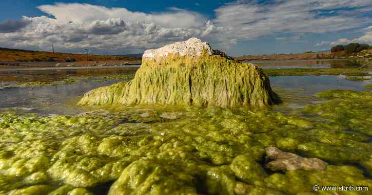 Budget uncertainty pauses algal bloom testing at Utah Lake