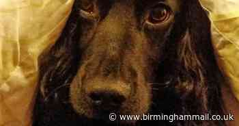 How to stop dogs getting separation anxiety as you return to work after lockdown