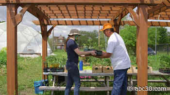 Urban farm feeds Chicago's most vulnerable during COVID-19 pandemic