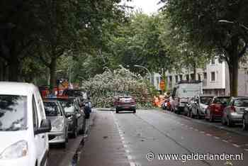 Fietsster om het leven gekomen door omgevallen boom in Zwolle