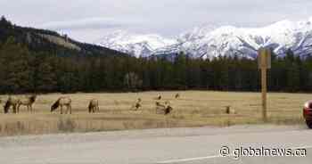 Jasper National Park says charges possible if people exit vehicles near wildlife