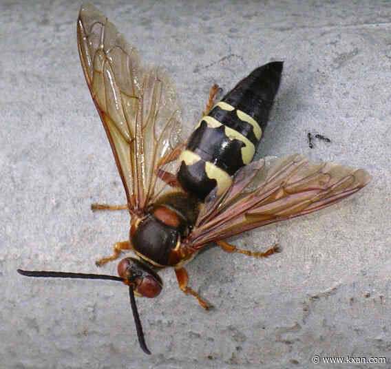 large black wasp with white stripes