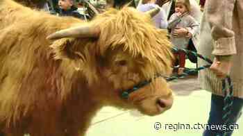 Canadian Western Agribition postpones 50th show to 2021