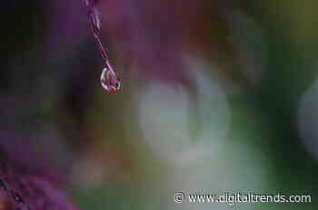 How to shoot macro photography