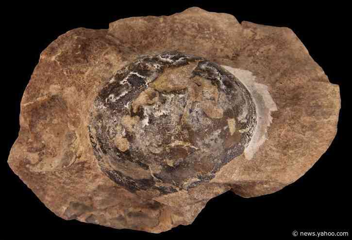 Fossils from Mongolia, Argentina show some dinosaurs laid soft-shelled eggs