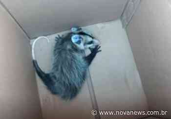 Vídeo - Mais um gambá é capturado na área urbana de Nova Andradina - Nova News - Nova News